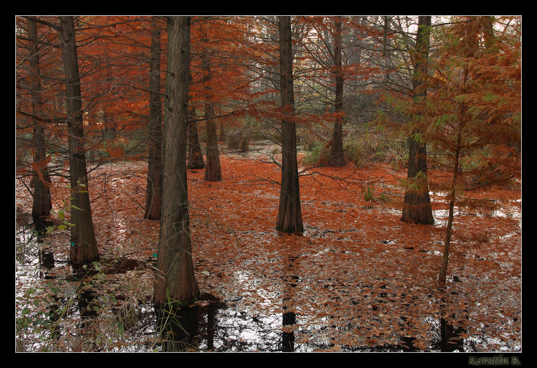 Moor im Spreeauenpark