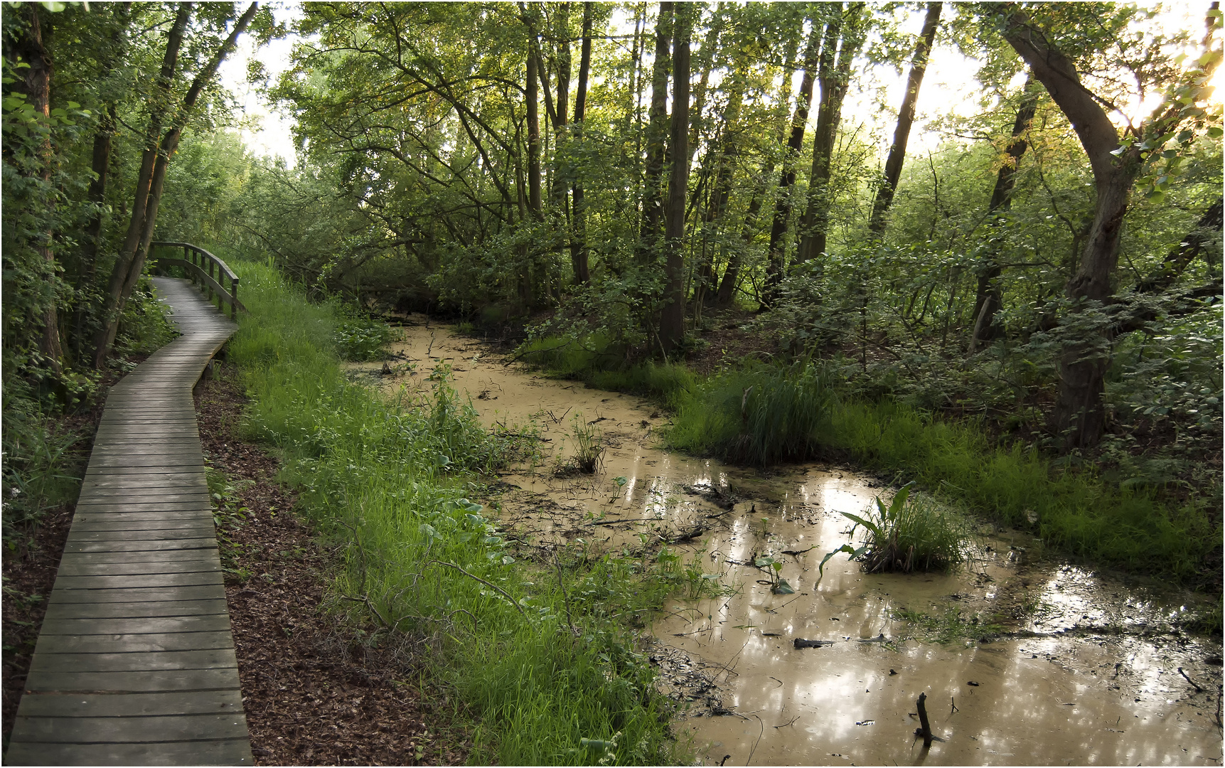 Moor im Steinhuder Meer