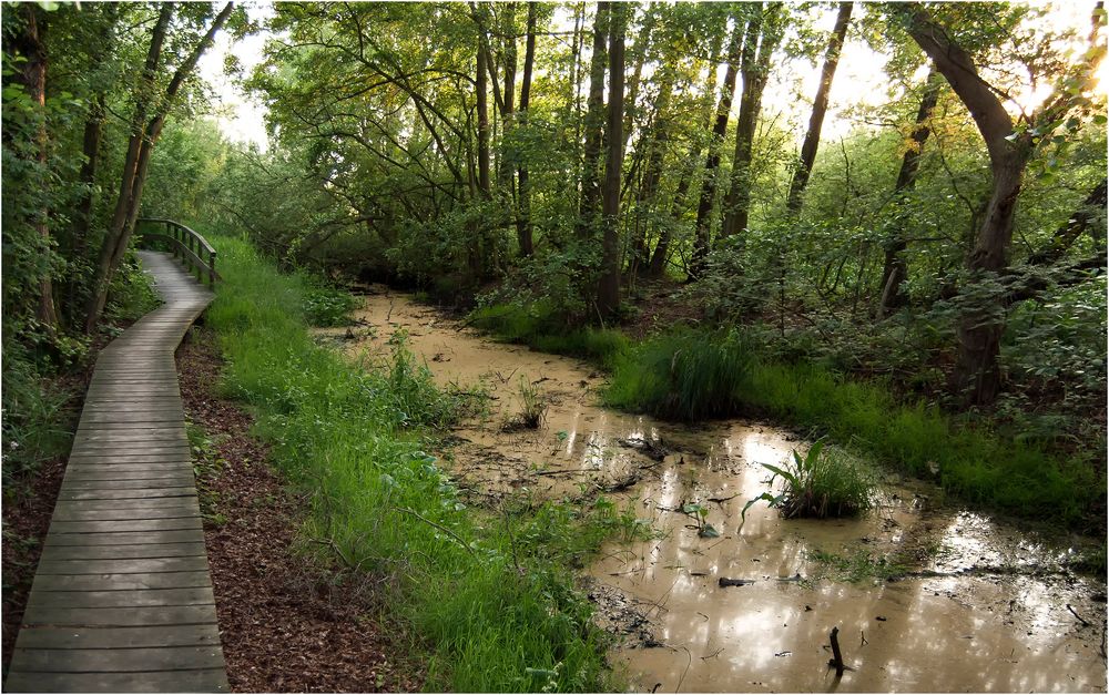 Moor im Steinhuder Meer