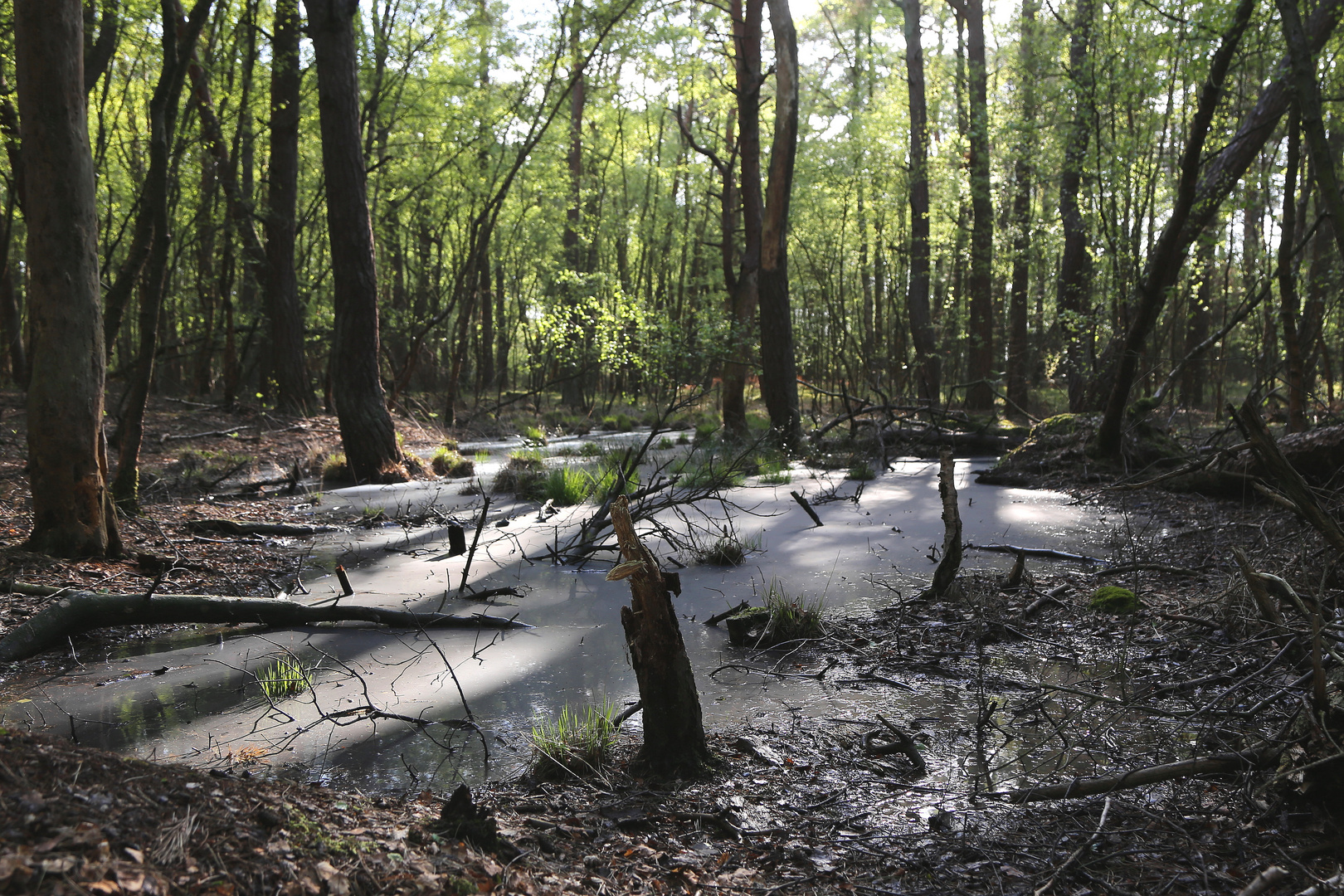 moor im wernerwald