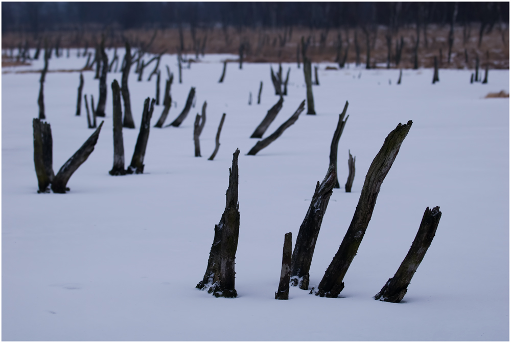 Moor im Winter