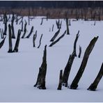 Moor im Winter