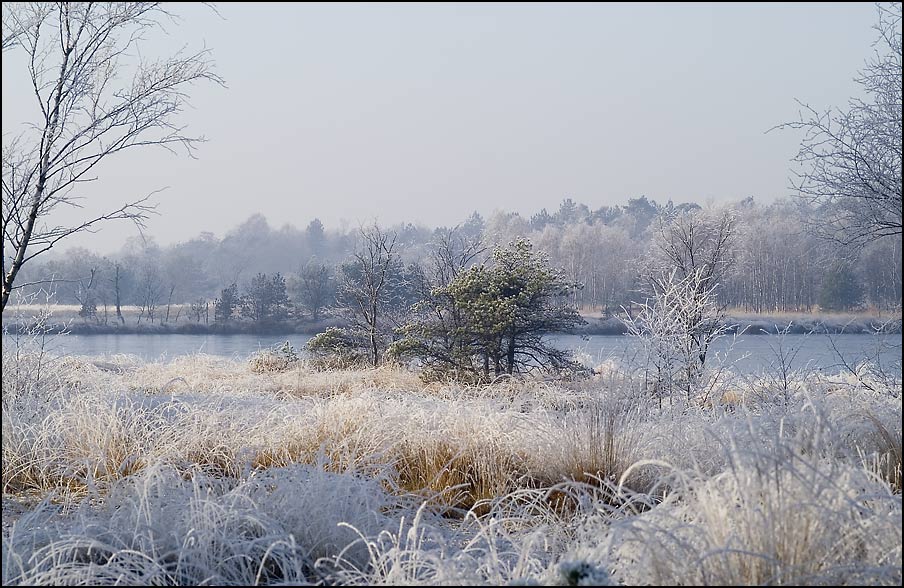 Moor im Winter