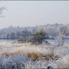 Moor im Winter