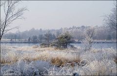 Moor im Winter