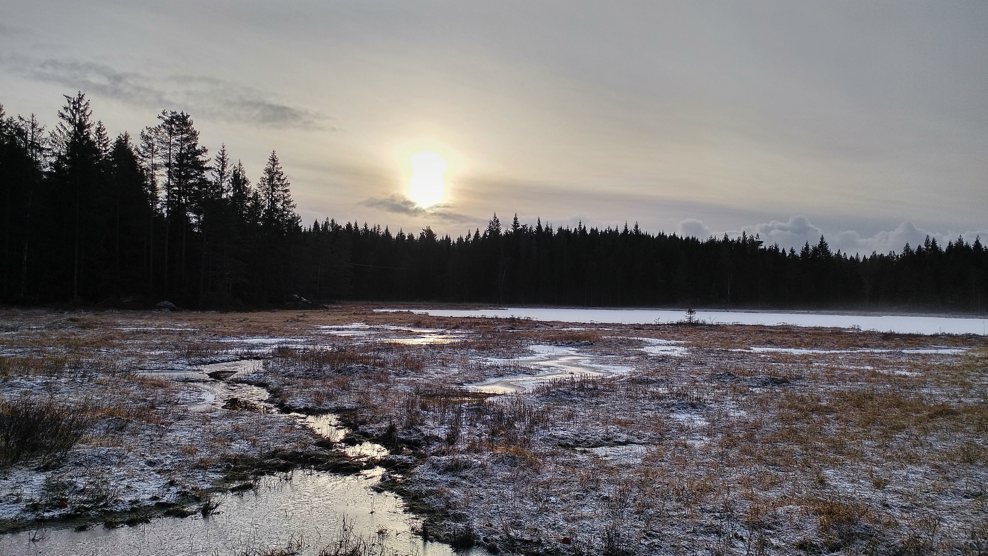 Moor im Winter