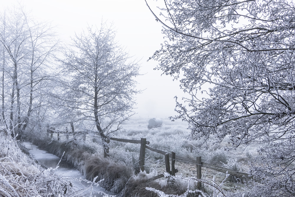 Moor im Winter