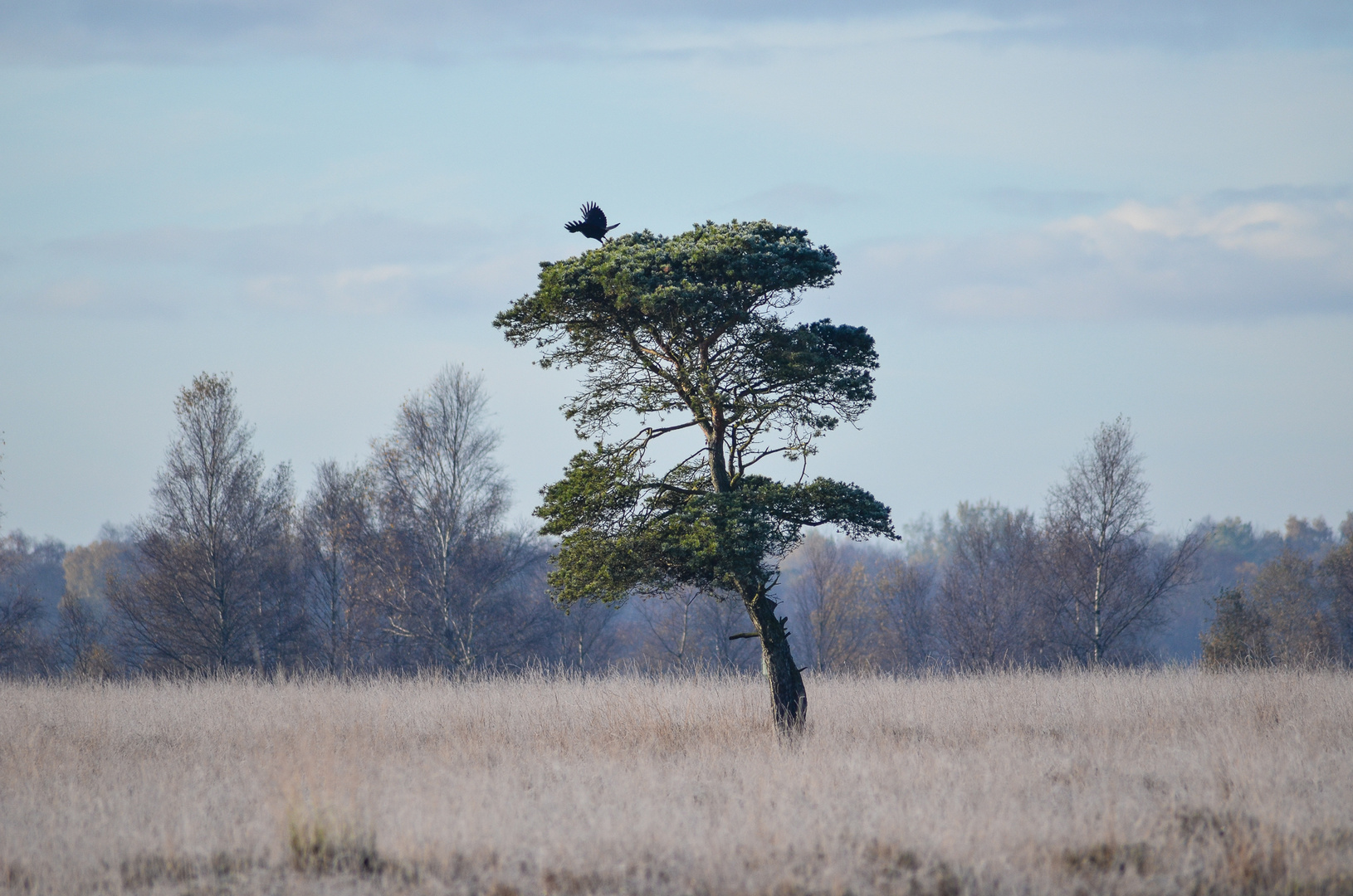 Moor im Winter