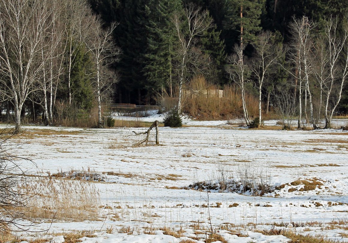 Moor im Winter