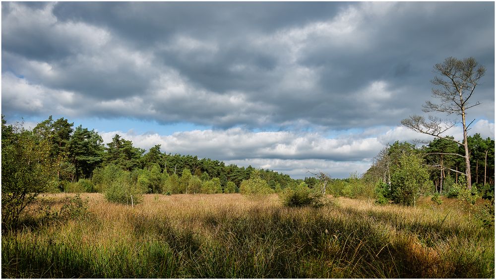 Moor-Impressionen....