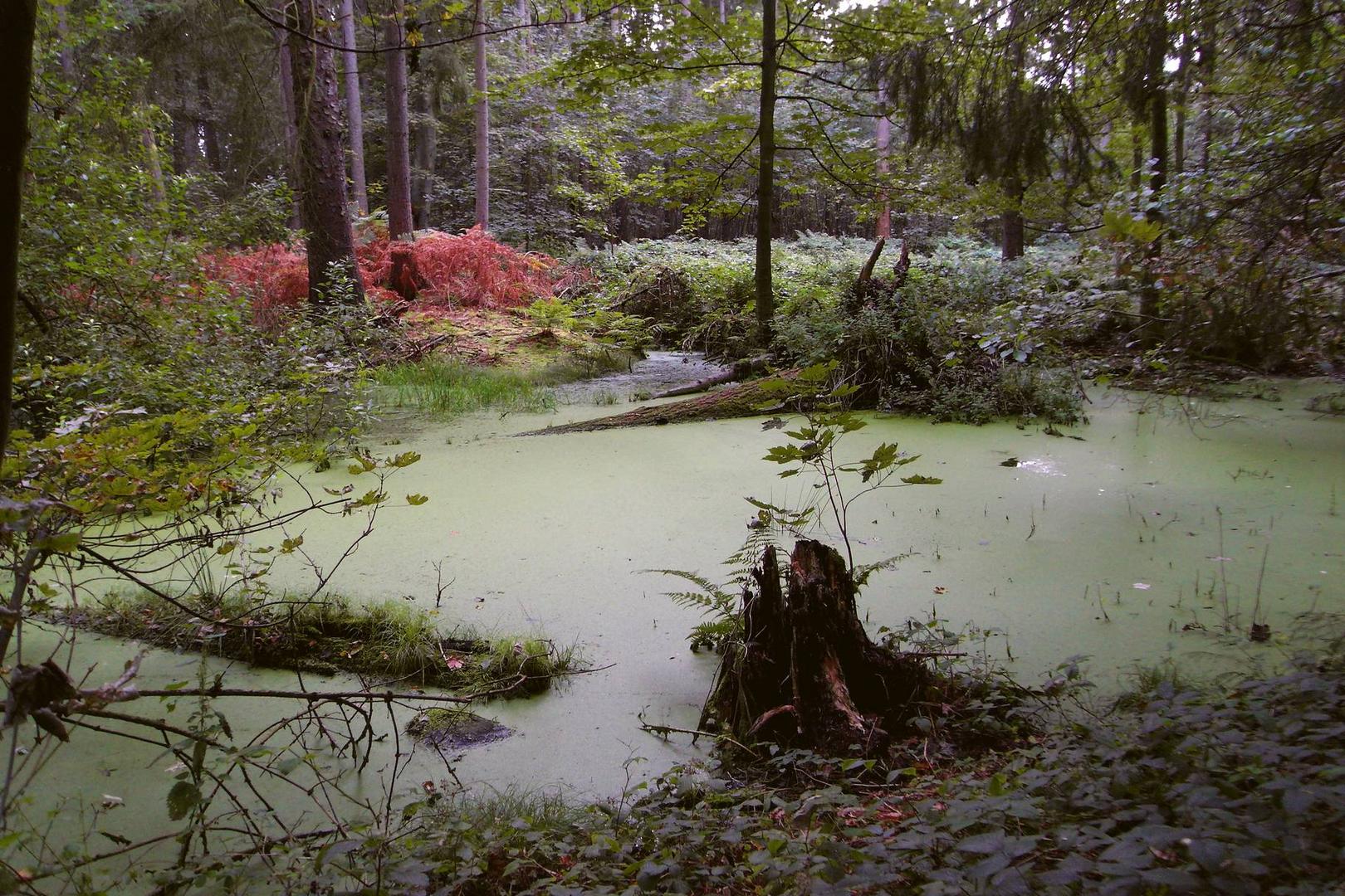 Moor in Altenholz