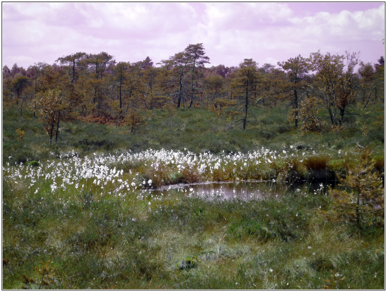 Moor in der Rhön