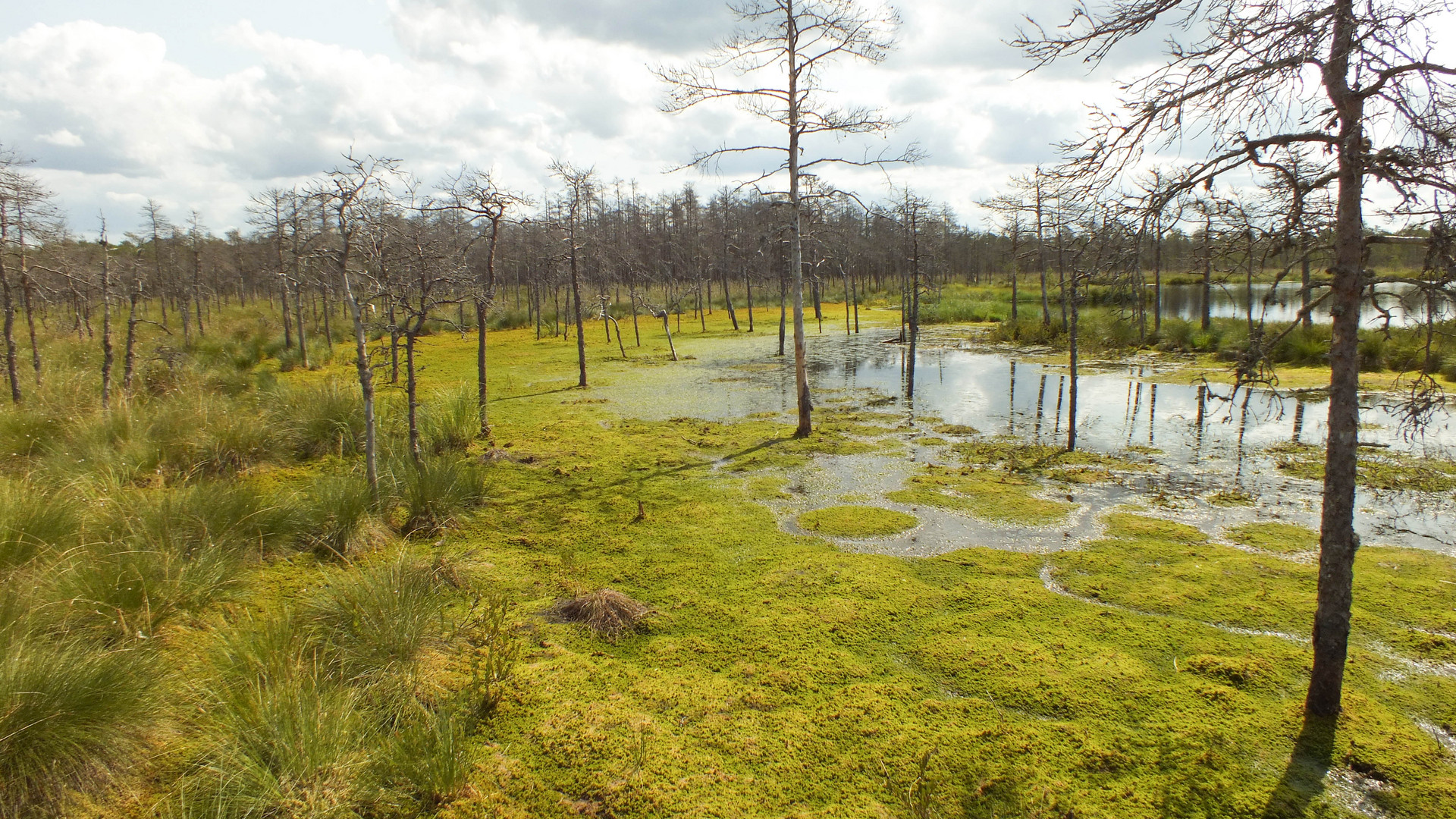 Moor In Estland 1 Foto Bild Landschaft Moor Natur Bilder Auf Fotocommunity