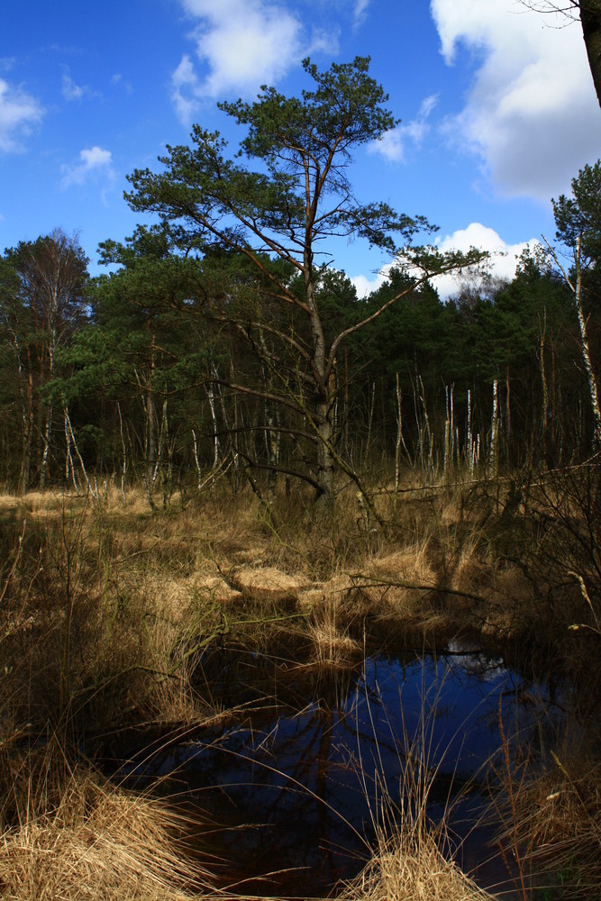 Moor in Rissen(Hamburg)