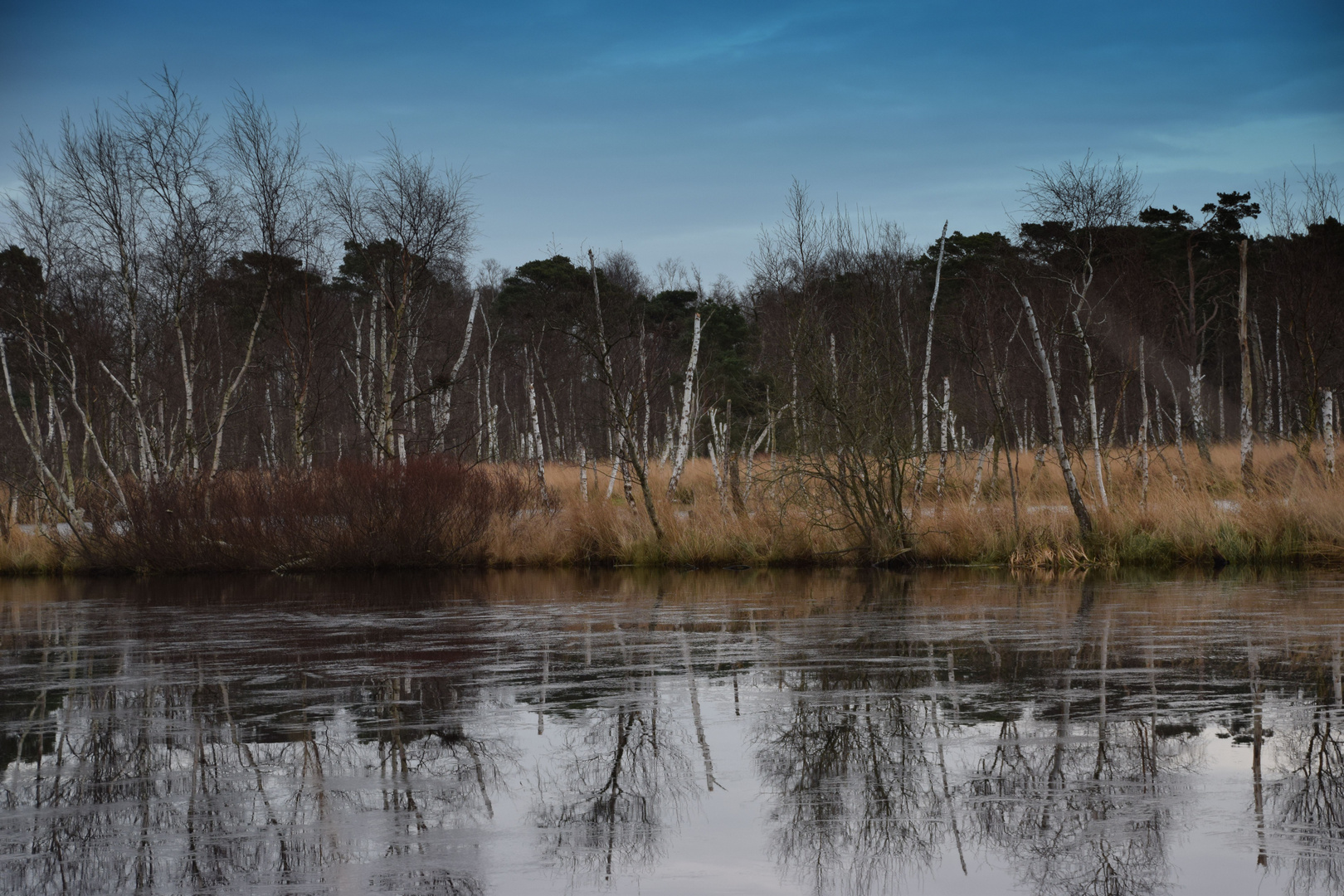 Moor Landschaft