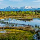 Moor Landschaft