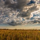 Moor Landschaft