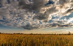 Moor Landschaft