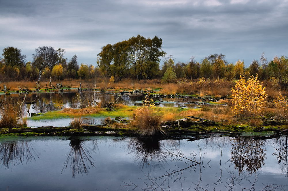 Moor-Landschaft