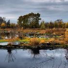 Moor-Landschaft