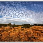Moor Landschaft im Herbstlicht HDR