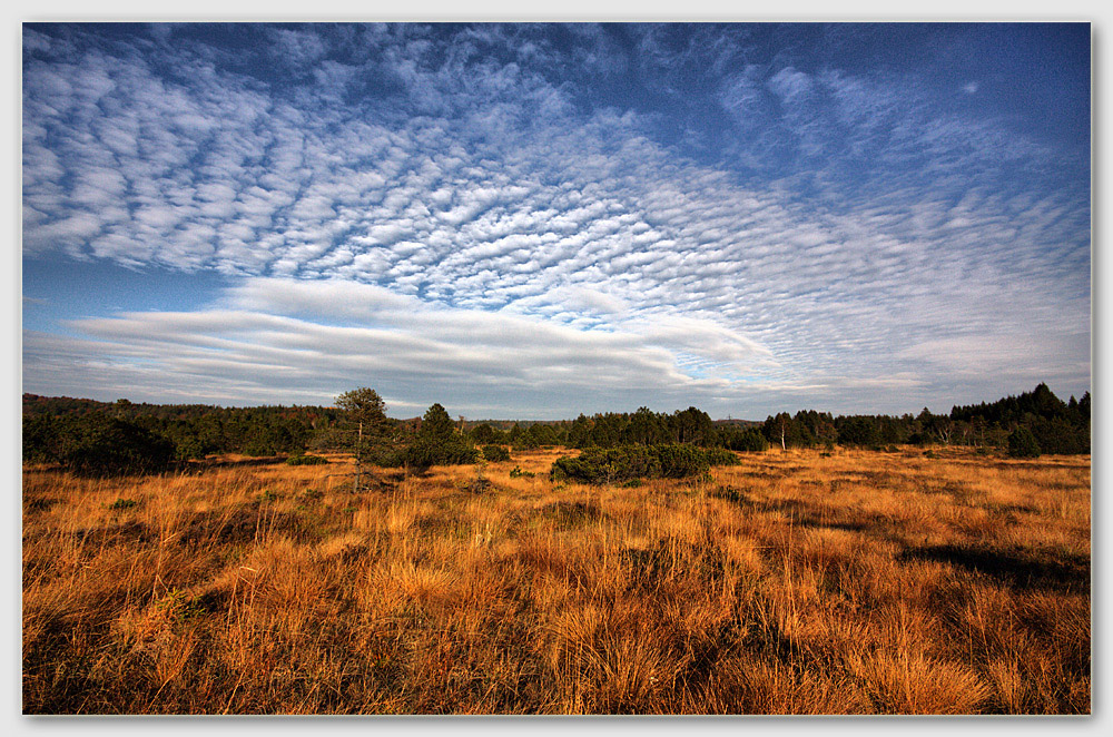 Moor Landschaft im Herbstlicht HDR