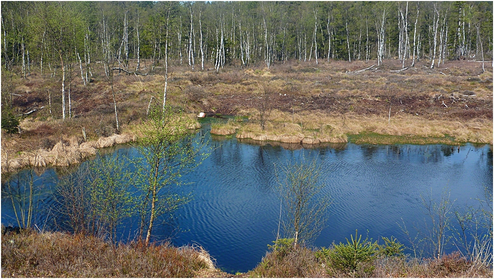 Moor Mecklenbruch in Silberborn/Solling