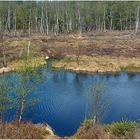 Moor Mecklenbruch in Silberborn/Solling