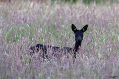 *** Moor-Reh ***