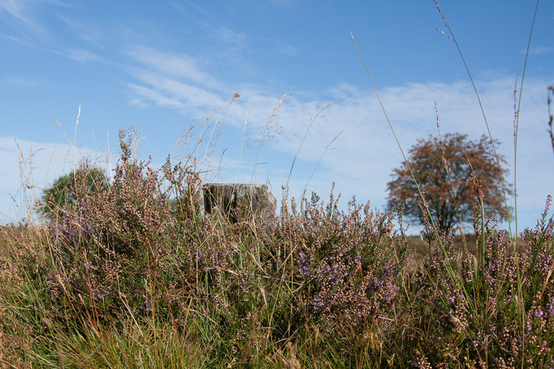 Moor trockenen Fußes