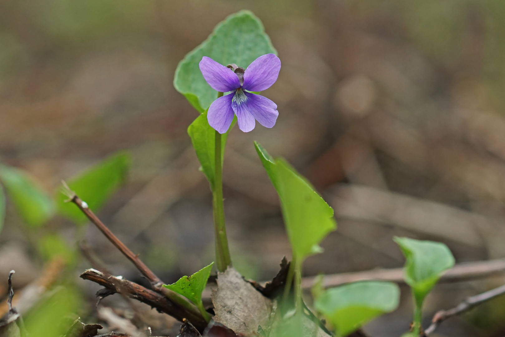 Moor-Veilchen (Viola uliginosa)