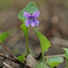 Moor-Veilchen (Viola uliginosa)