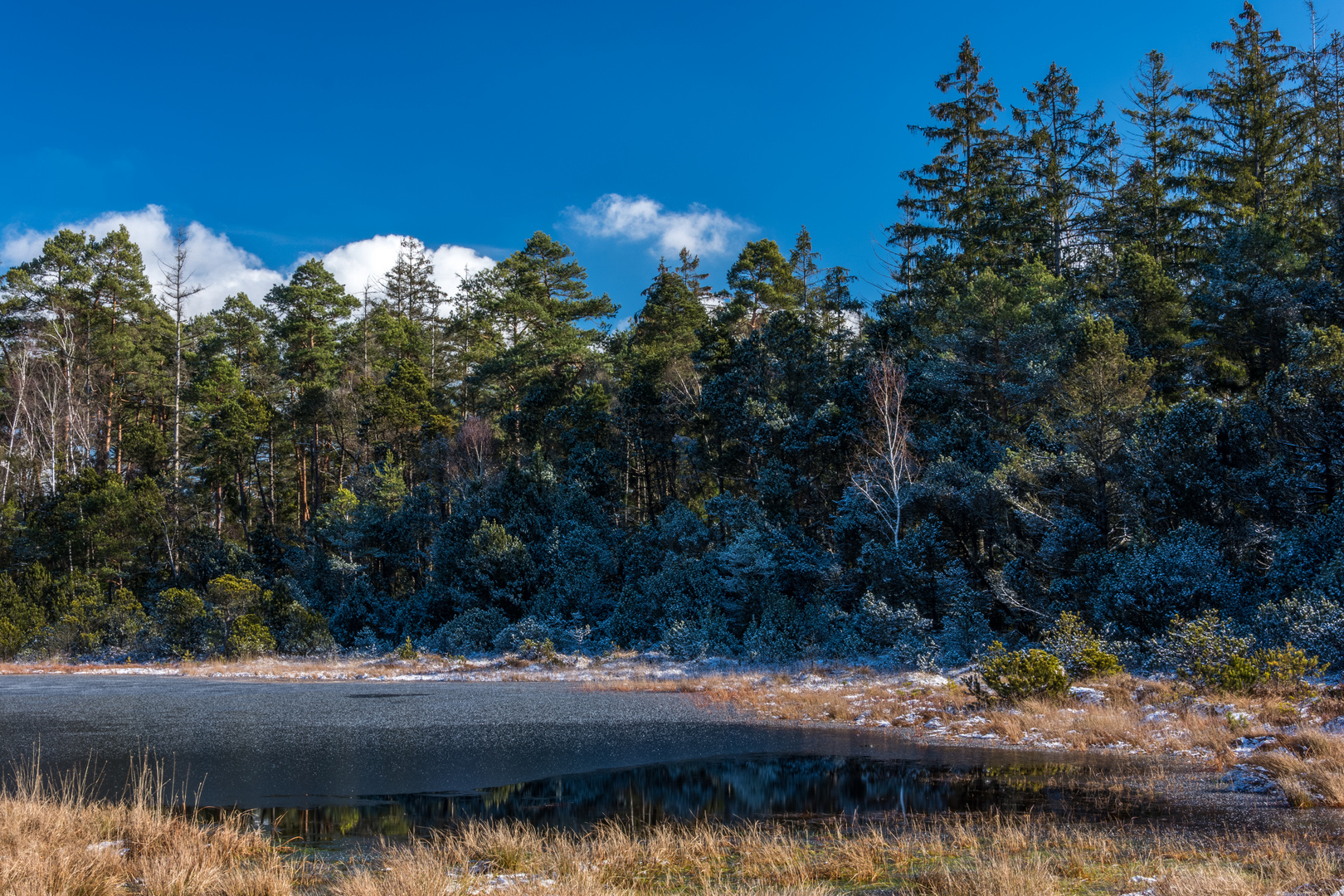 Moor von der Sonne aus dem Winterschlaf erweckt