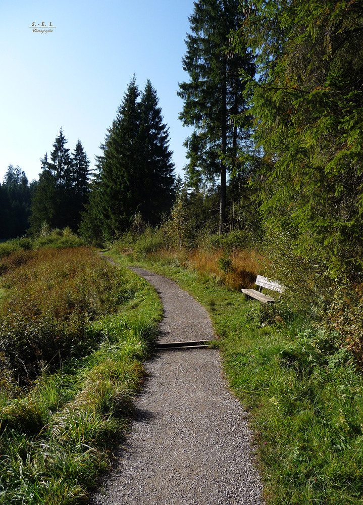 "Moor zum Waldweg in Richtung Siede Alpe"