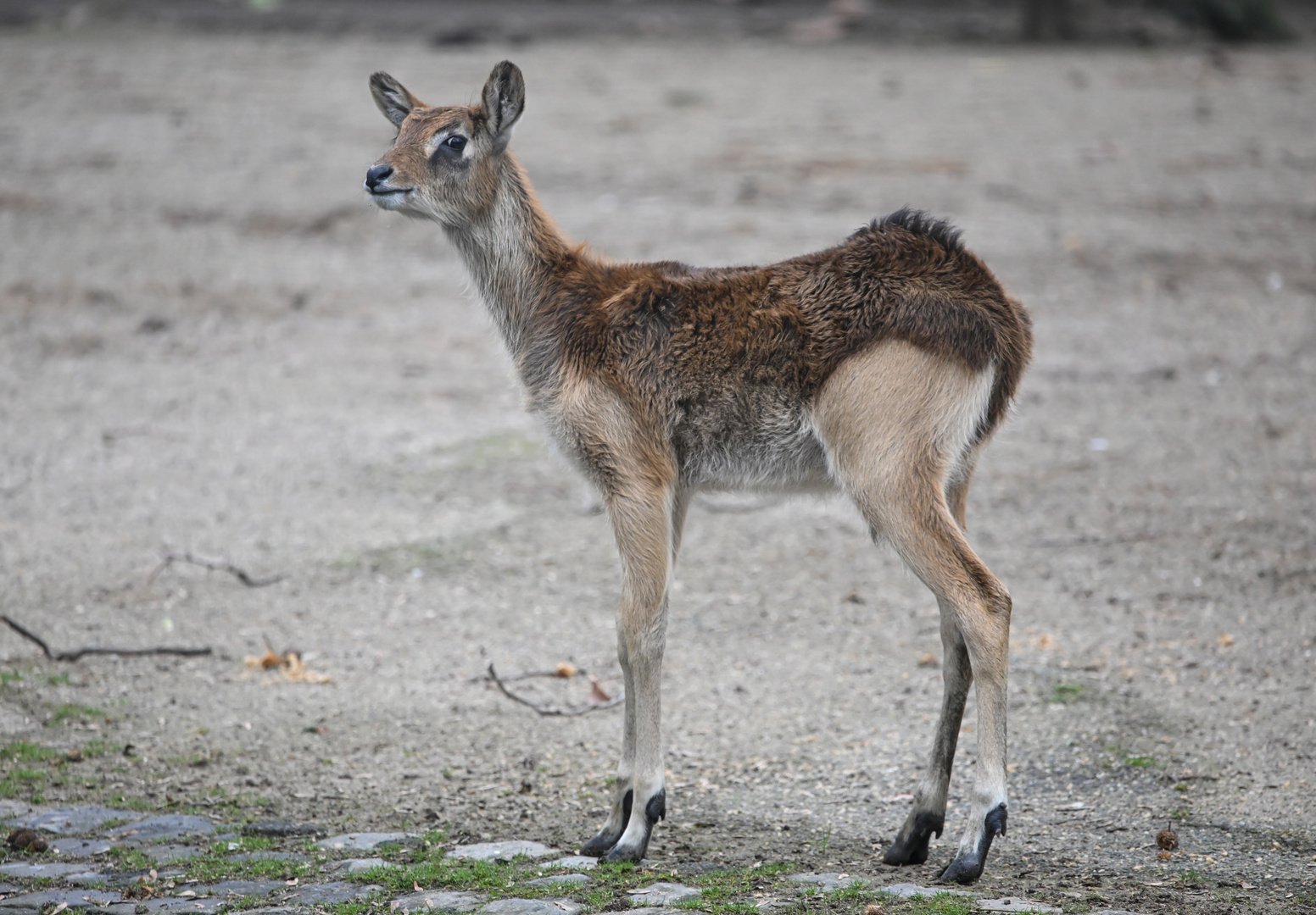 Moorantilope