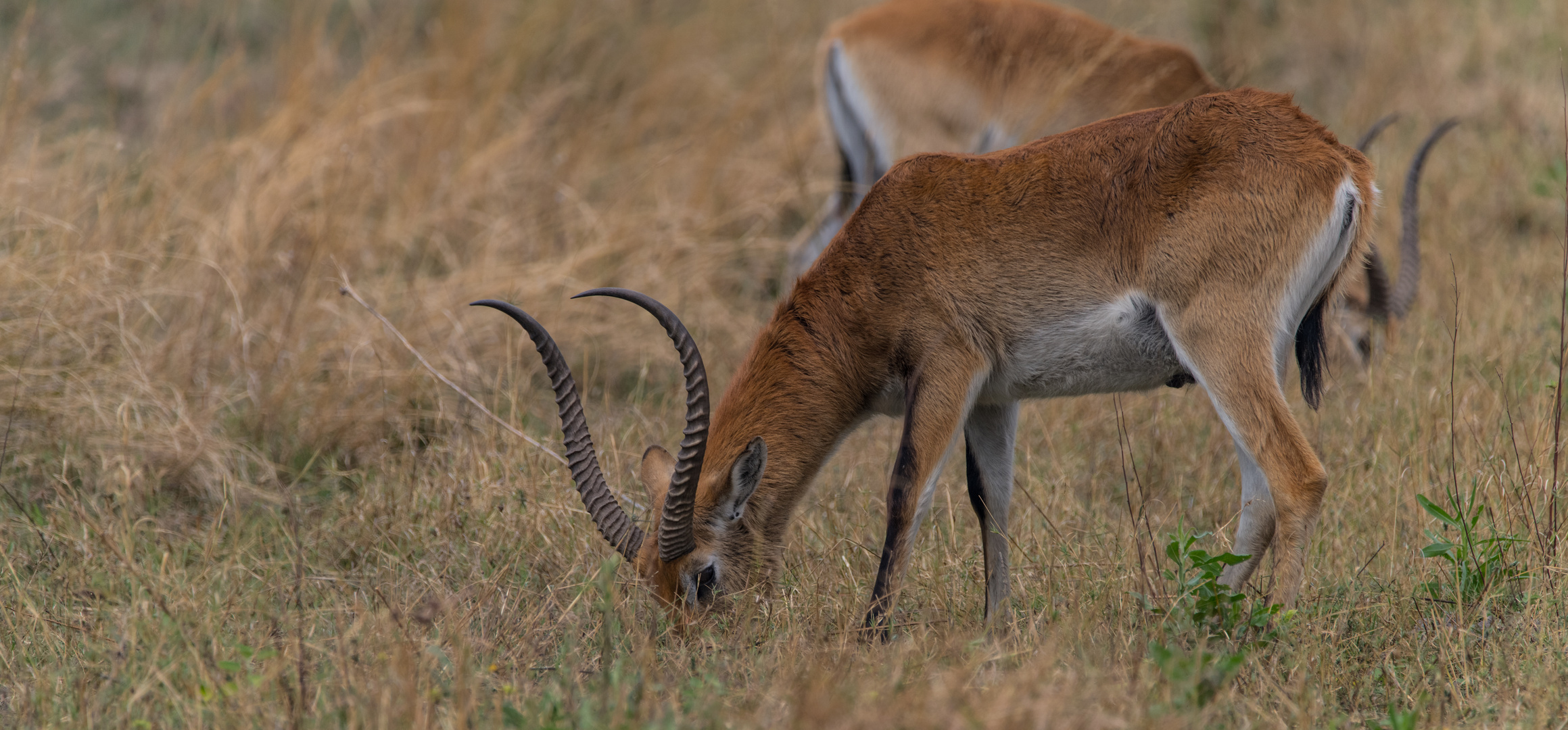 Moorantilope