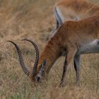 Moorantilope