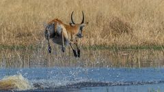 Moorantilope im Tiefflug