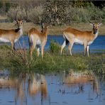 Moorantilopen im Okavango-Delta