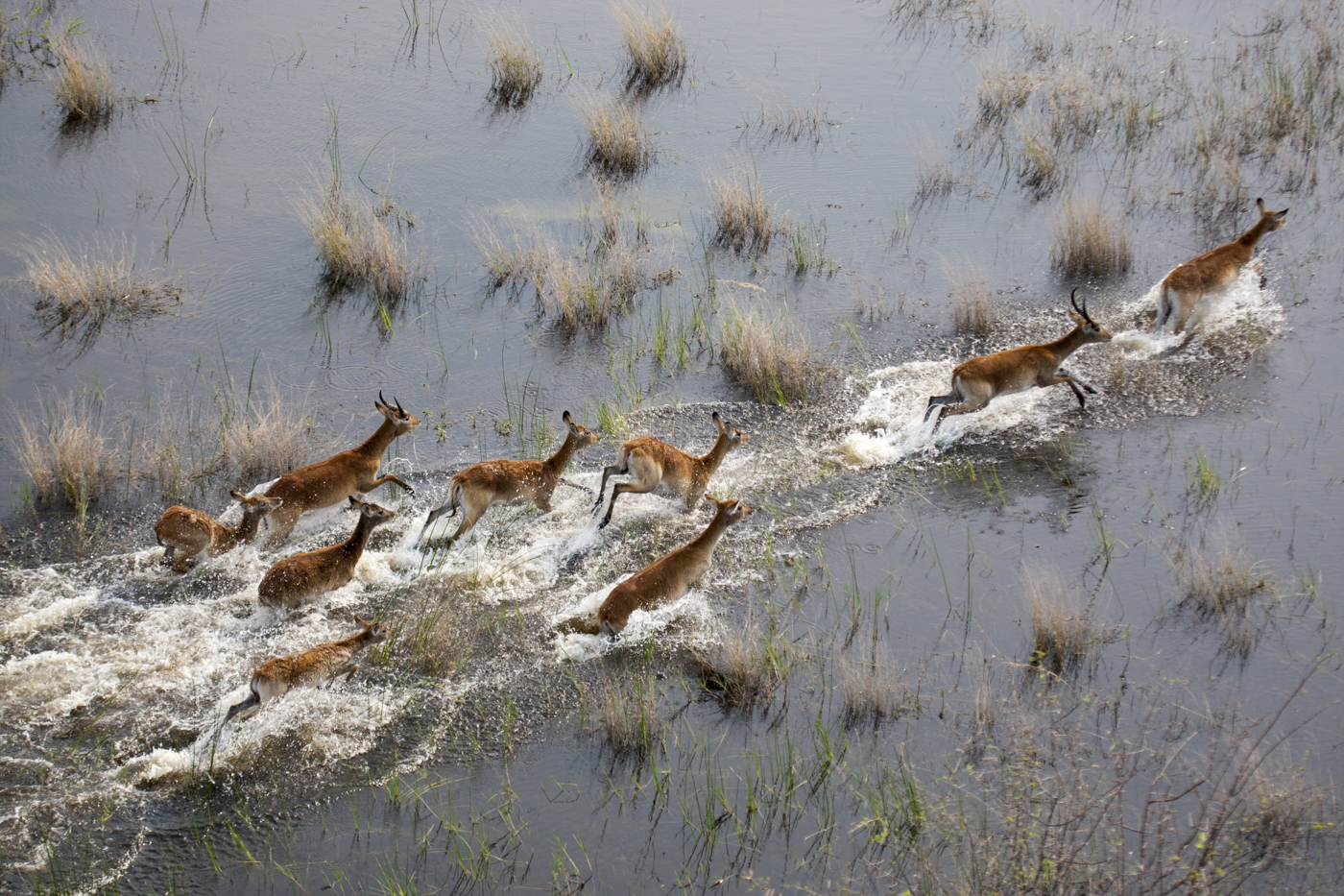 Moorantilopen im Okavangodelta