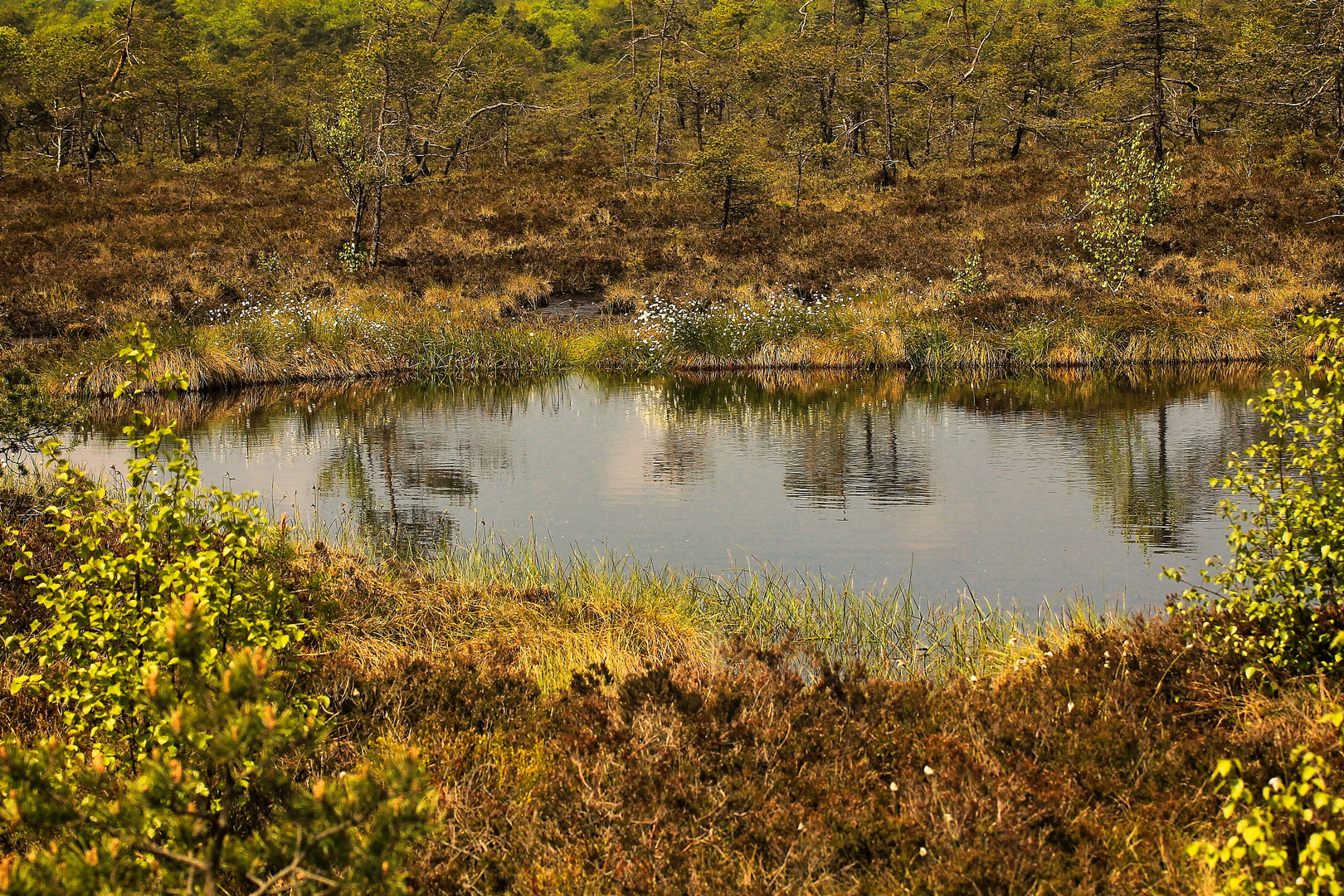 Moorauge Foto & Bild world, bäume, natur Bilder auf