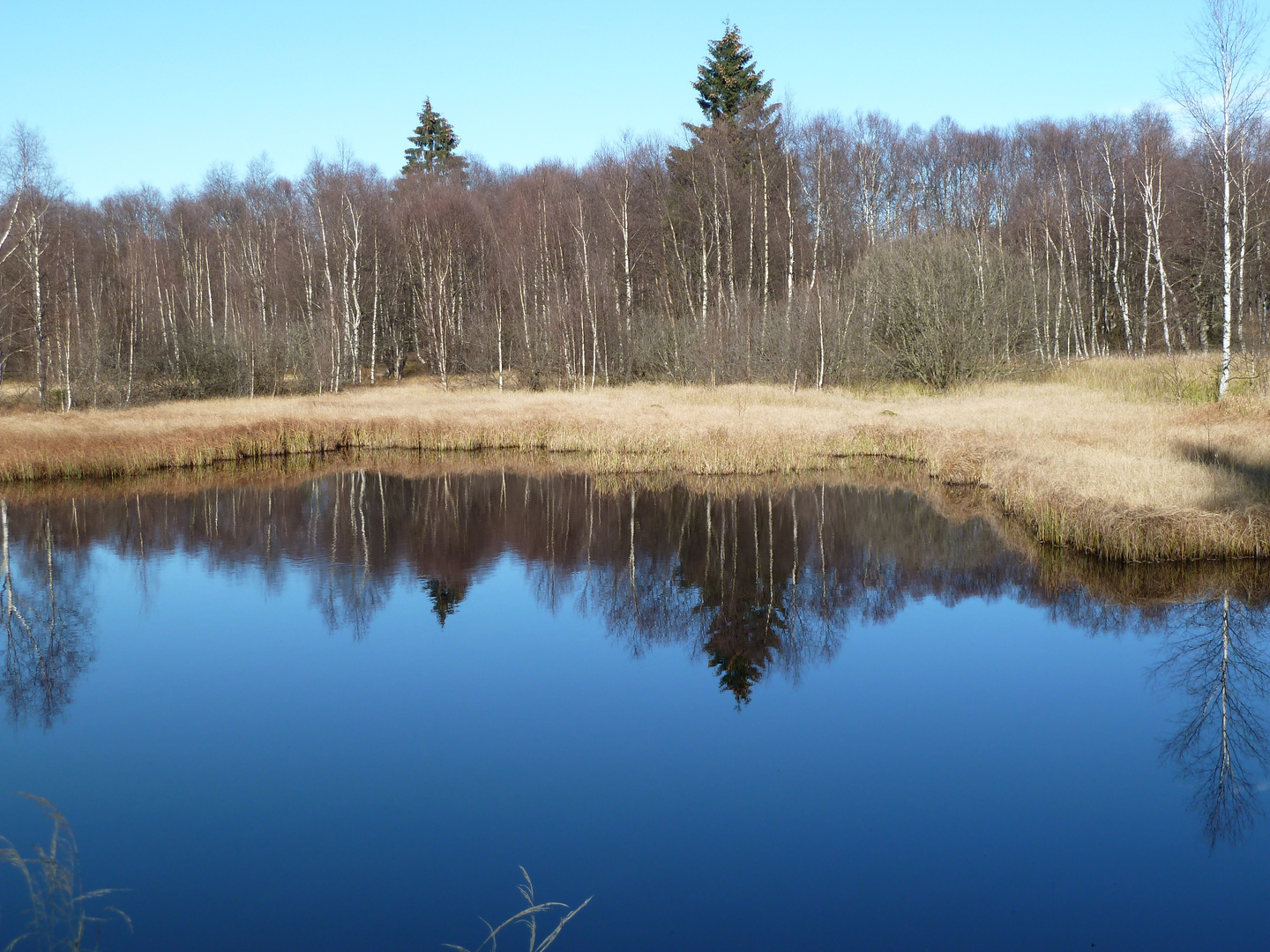 Moorauge im "Roten Moor" in der Rhön