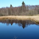 Moorauge im "Roten Moor" in der Rhön