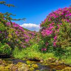 Moorbach im Rhodo-Paradies