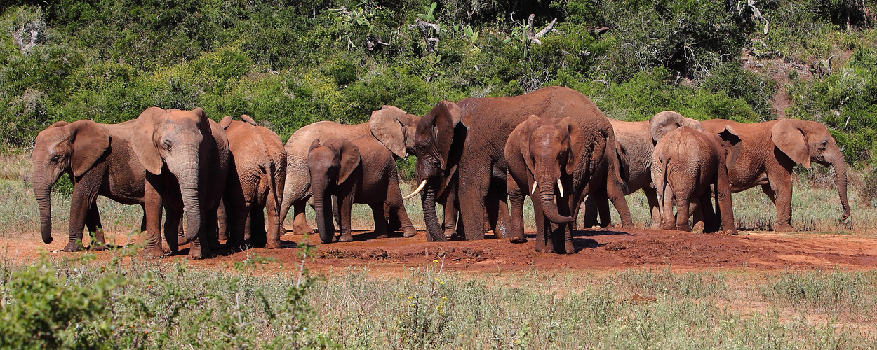 Moorbad auch bei Elefanten beliebt.