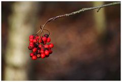 Moorbeeren