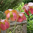 Moorbeet, Schlauchpflanzen, Sarracenia, im Blütenstand.