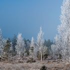 Moorbirke im Winter