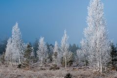 Moorbirke im Winter