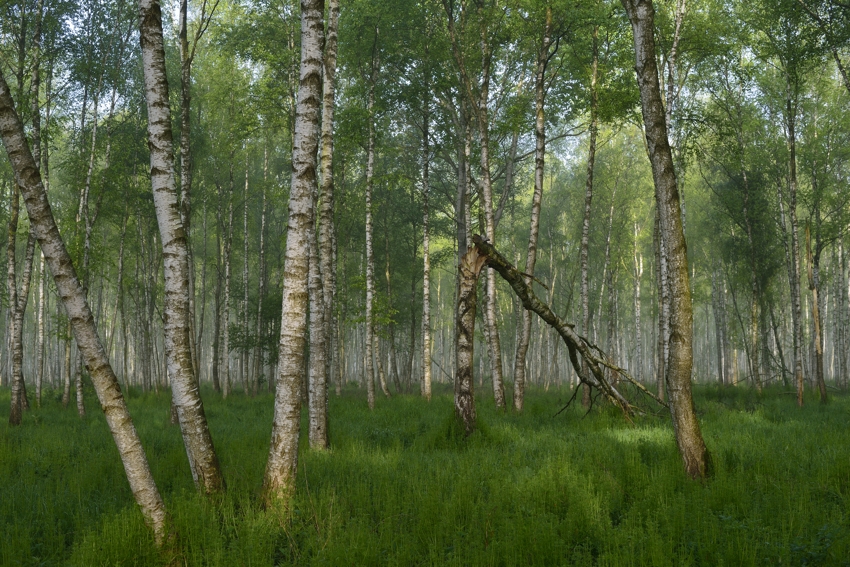 Moorbirkenwald im Biebrza Nationalpark